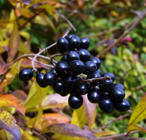 images